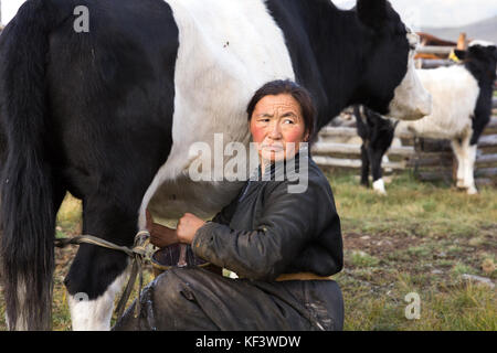 Femme mongole d'âge moyen traçant un yak de couleur noire et blanche dans le nord de la Mongolie. Khuvsgol, Mongolie. Banque D'Images