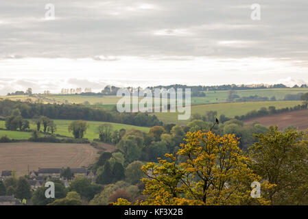 Un noir corbeau perché sur le haut d'un arbre avec des feuilles d'automne les collines de la campagne de Cotswold à l'arrière du terrain. Banque D'Images