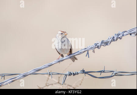 Bruant à couronne blanche (Zonotrichia leucophrys) sous-espèce de Gambel sur du fil de fer barbelé Banque D'Images