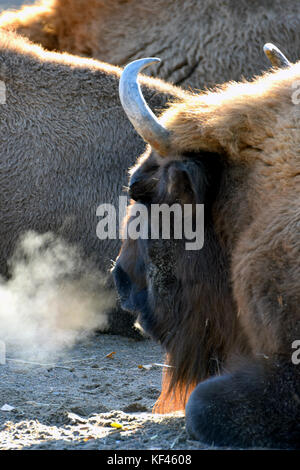 Bison d'Europe (Bison bonasus) couché avec steamy souffle sur un matin froid. Banque D'Images