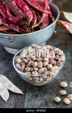 La formation des gousses de haricots borlotti frais dans la cuisine. Banque D'Images