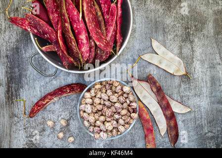 La formation des gousses de haricots borlotti frais dans la cuisine. Banque D'Images