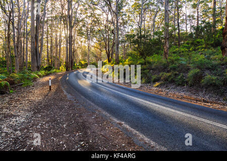 Caves Road serpentant à travers les arbres situés dans des Boranup Karri Forest dans Leeuwin Naturaliste National Park. Près de Margaret River, Australie Banque D'Images