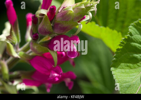 Salvia involucrata 'Hadspen' Banque D'Images