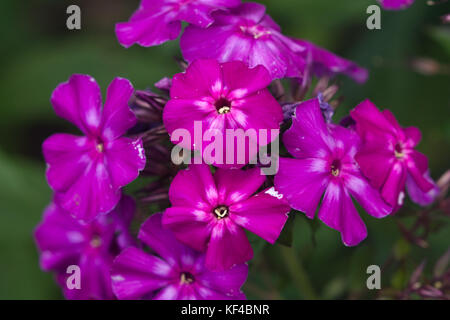 Phlox paniculata 'Border Gem' Banque D'Images
