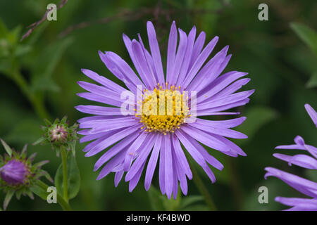 Aster x frikartii 'Wunder Von Staffa' Banque D'Images