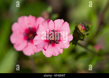 Potentilla nepalensis 'Miss Willmott' Banque D'Images