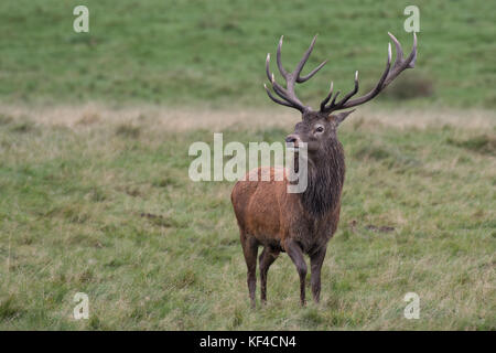 Un solitaire seul red deer stag debout fier dans la prairie et à la vers la gauche. full length portrait montrant le bois et un regard intense Banque D'Images