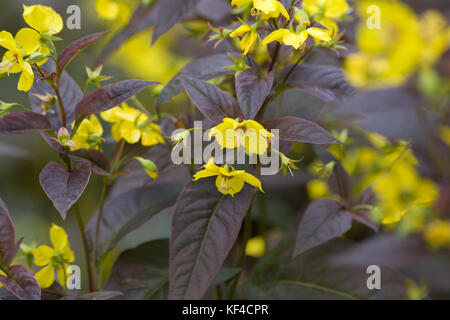 Lysimachia ciliata 'Firecracker' Banque D'Images