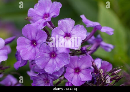 Phlox paniculata 'Blue Paradise' Banque D'Images