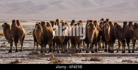 Des chameaux dans les montagnes,altyn Xinjiang, Chine Banque D'Images