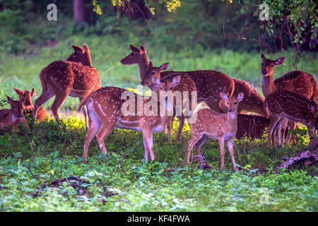 Un troupeau de cerfs tachetés de nourriture ou de l'axe Banque D'Images