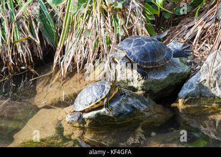 Deux curseurs à ventre jaune, de tortues ou d'eau douce, Trachemys scripta scropta, exposer au soleil sur des pierres dans un étang dans les Giardini, Venise, Italie, un animal en liberté Banque D'Images