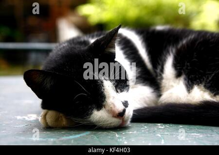 Photo d'un chat endormi sur une table Banque D'Images