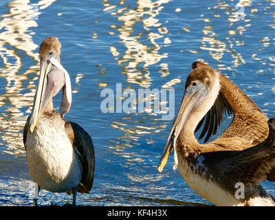 Le Pélican brun (Pelecanus occidentalis) avec des débris traînant de leurs factures et le bombement de la gorge de pochettes. Cedar Key, Florida, USA Banque D'Images