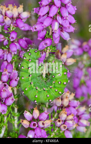 Espèce d'empereur se nourrissant de fleurs de bruyère Caterpillar(Saturnia pavonia) Banque D'Images