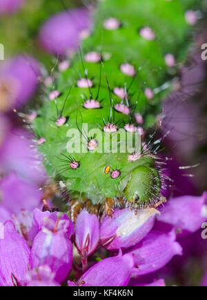 Espèce d'empereur se nourrissant de fleurs de bruyère Caterpillar(Saturnia pavonia) Banque D'Images