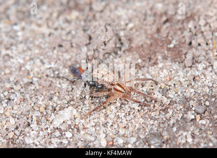 Wasp Zora spinimana araignée faisant glisser des proies 2 de 5 Banque D'Images