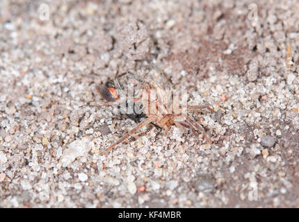 Spider hunting Wasp Zora spinimana faisant glisser 3 proies de 5 Banque D'Images