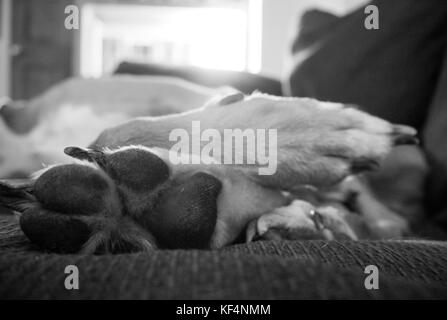 Le noir et blanc gros plan d'une des pattes du chien sur un canapé Banque D'Images