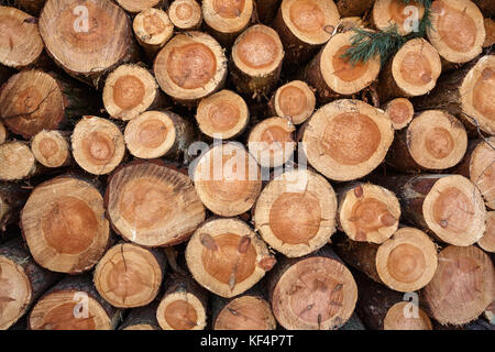 Pile de troncs d'arbre Banque D'Images