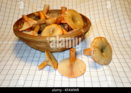 Lait safran cap (lactarius deliciosus) champignons dans un panier en osier. Banque D'Images