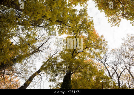 Le regard sur les arbres à l'automne de bas en haut Banque D'Images
