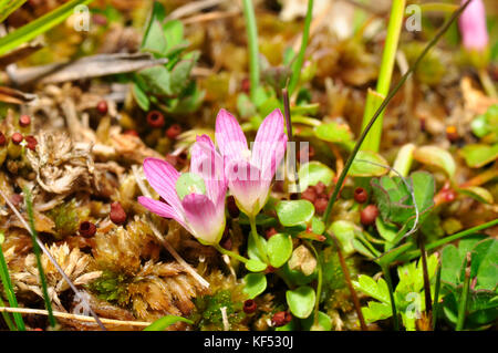 Bog pimperne anagallis tenella' 'en entonnoir fleurs rose pâle,close up,trouvés dans les tourbières et les zones herbeuses humides, sol acide, les fleurs s'ouvrent dans le soleil, Banque D'Images