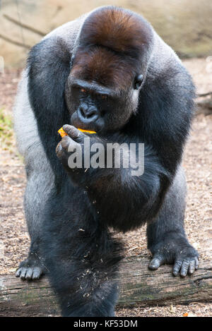 Gorille mâle alpha à Tarronga zoo, Sydney, Australie. Banque D'Images