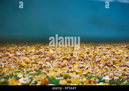 Humeur d'automne feuilles jaunes sur le terrain Banque D'Images