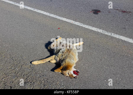 Vue de face d'un coyote sur la route. Banque D'Images