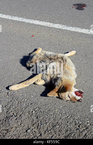 Vue de face d'un coyote sur la route. Banque D'Images