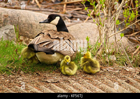 Une mère regardant Canada goose oisons nouvellement éclos, Banque D'Images