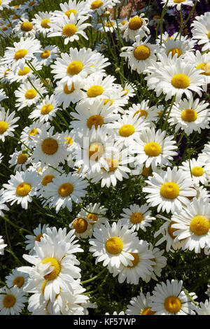 Grande grappe de oxeye blanc frais ou marguerite marguerites vue à l'extérieur dans le jardin près du dessus du printemps symbolique Banque D'Images