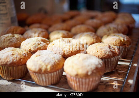 Lot de petits gâteaux faits maison ou des muffins fraîchement cuits sur une grille de refroidissement dans la cuisine dans une vue en gros plan avec selective focus Banque D'Images