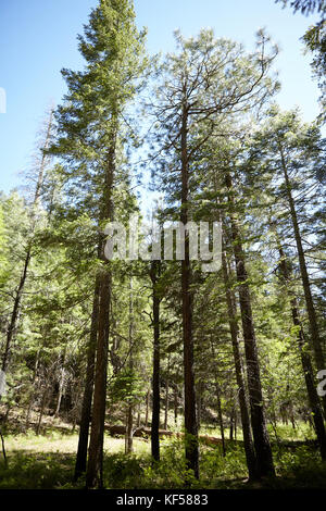 Grands pins grêles dans une forêt de conifères plantation avec la lumière du soleil d'été qui brille dans une clairière entre les faisceaux d'un low angle view à la Banque D'Images