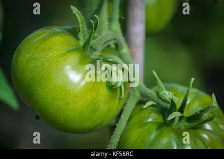 Tomates, fruit de la plante Solanum lycopersicum à Kew Botanic Gardens, London, United Kingdom Banque D'Images