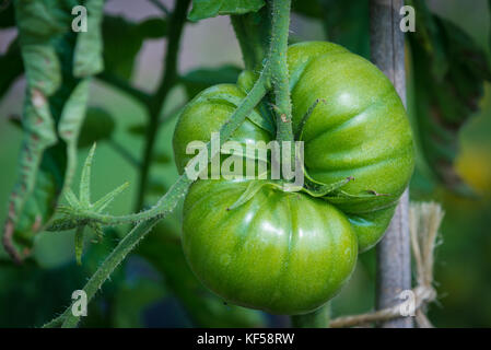 Tomates, fruit de la plante Solanum lycopersicum à Kew Botanic Gardens, London, United Kingdom Banque D'Images