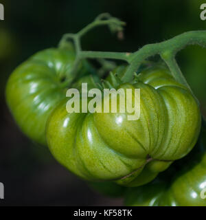 Tomates, fruit de la plante Solanum lycopersicum à Kew Botanic Gardens, London, United Kingdom Banque D'Images