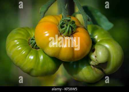 Tomates, fruit de la plante Solanum lycopersicum à Kew Botanic Gardens, London, United Kingdom Banque D'Images