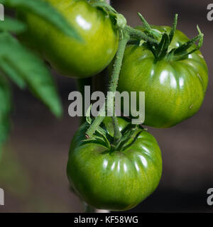 Tomates, fruit de la plante Solanum lycopersicum à Kew Botanic Gardens, London, United Kingdom Banque D'Images