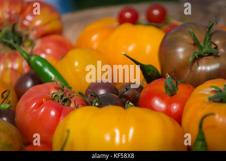 Tomates, fruit de la plante Solanum lycopersicum à Kew Botanic Gardens, London, United Kingdom Banque D'Images