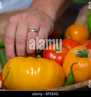 Tomates, fruit de la plante Solanum lycopersicum à Kew Botanic Gardens, London, United Kingdom Banque D'Images