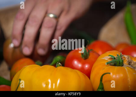 Tomates, fruit de la plante Solanum lycopersicum à Kew Botanic Gardens, London, United Kingdom Banque D'Images