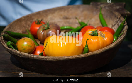 Tomates, fruit de la plante Solanum lycopersicum à Kew Botanic Gardens, London, United Kingdom Banque D'Images