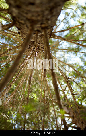 À la hauteur du tronc d'un conifère du fond du passé dans les branches rayonnantes baldaquin vert dans une forêt Banque D'Images