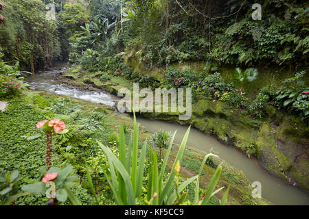 Petite rivière qui traverse les forêts tropicales près de Hotel Tjampuhan Spa. Ubud, Bali, Indonésie. Banque D'Images