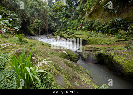 Petite rivière qui traverse les forêts tropicales près de Hotel Tjampuhan Spa. Ubud, Bali, Indonésie. Banque D'Images