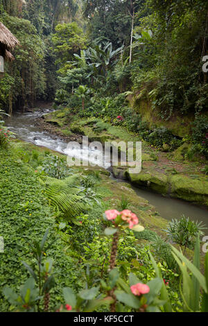 Petite rivière qui traverse les forêts tropicales près de Hotel Tjampuhan Spa. Ubud, Bali, Indonésie. Banque D'Images