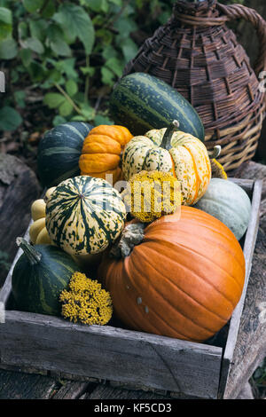 Citrouilles et courges dans une boîte en bois sur l'affichage à l'Weald et Downland Open Air Museum, campagne automne show, Singleton, Sussex, Angleterre Banque D'Images